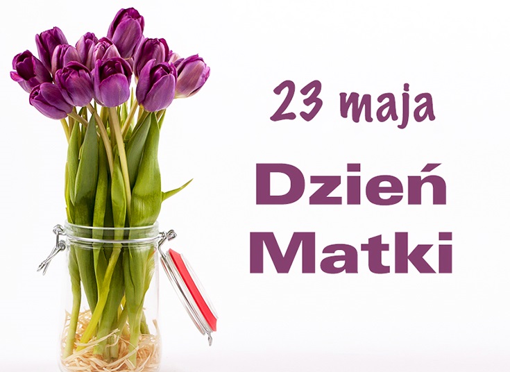 Fioletowe tulipany 26 maj